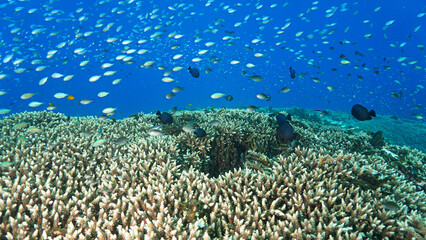 Underwater photo of a colorful coral reef off the coast of the island Bali in Indonesia.