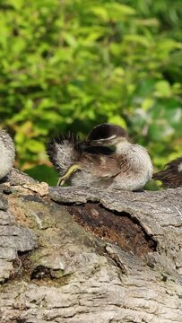 What could be cuter than a Wood Duck Baby Duckling? A duckling doing this!