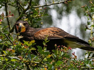 Close up of a Parabuteo unicinctus Harris's Hawk. Golden Eagle - Aquila chrysaetos, flying over grassy area