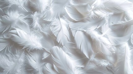 Background of white feathers