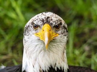 American bald eagle portrait. close-up view, its intricate feathers and distinctive yellow beak showcased against a softly blurred natural backdrop, evoking a sense of wild beauty.