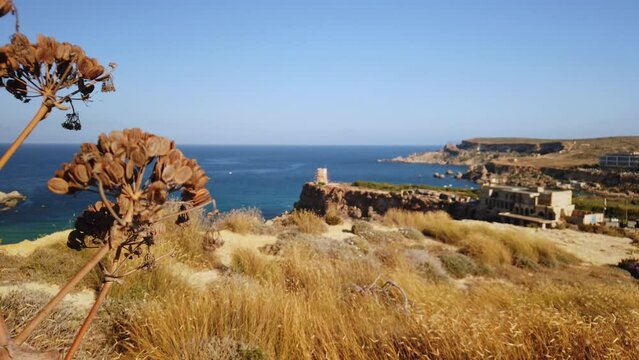Malta, Tuffieha bay. Close up on maltese vegetation, revealing WW2 Pillbox tower , abandoned hotel and and Ras Il Wahs coast. High quality 4k footage