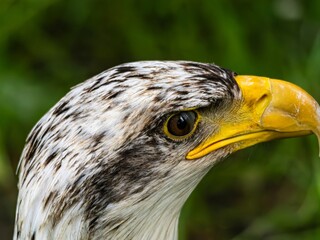American bald eagle portrait. close-up view, its intricate feathers and distinctive yellow beak showcased against a softly blurred natural backdrop, evoking a sense of wild beauty.