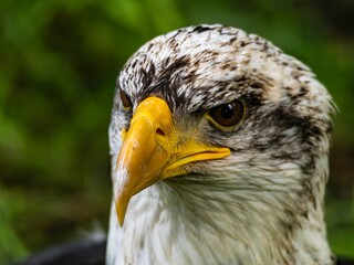 American bald eagle portrait. close-up view, its intricate feathers and distinctive yellow beak showcased against a softly blurred natural backdrop, evoking a sense of wild beauty.