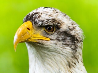 American bald eagle portrait. close-up view, its intricate feathers and distinctive yellow beak showcased against a softly blurred natural backdrop, evoking a sense of wild beauty.