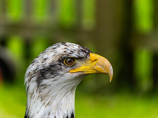 American bald eagle portrait. close-up view, its intricate feathers and distinctive yellow beak showcased against a softly blurred natural backdrop, evoking a sense of wild beauty.