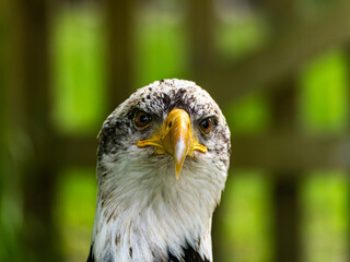 American bald eagle portrait. close-up view, its intricate feathers and distinctive yellow beak showcased against a softly blurred natural backdrop, evoking a sense of wild beauty.