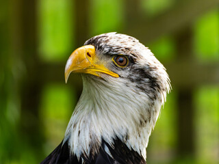 American bald eagle portrait. close-up view, its intricate feathers and distinctive yellow beak showcased against a softly blurred natural backdrop, evoking a sense of wild beauty.