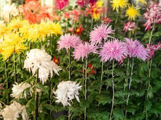  colorful chrysanthemum,mums or chrysanths at a park
