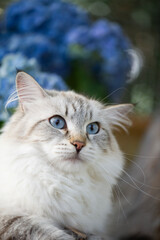 Porträt einer Neva Masquerade Katze