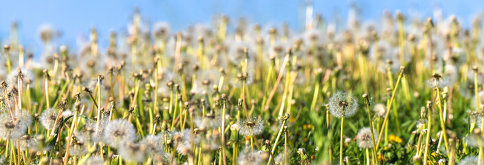 Field of dandelions, beautiful spring flowers