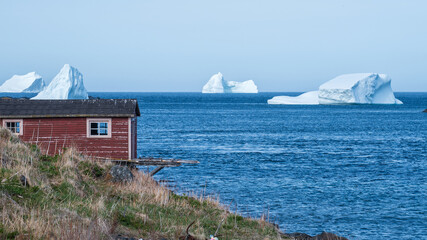 Icebergs in Noble Cove, Little Quirpon, Newfoundland