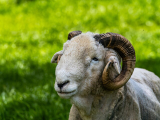 Wooly White Ram Sheep Laying Down in a Field. A majestic ram with large horns stands tall