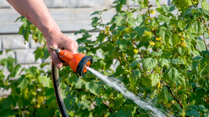 The individual is using a hose to water a plant in their garden, demonstrating their passion for...