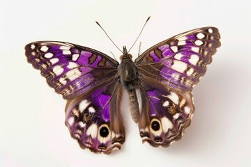 Obraz premium Macro Shot of Purple Emperor Butterfly Closeup, Detailed Insect with Vibrant Colors, Isolated on White Background