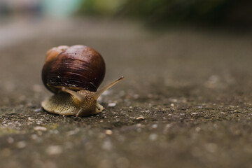a large brown snail on the asphalt wet after the rain