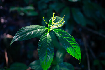 beautiful leaf plants in the forest