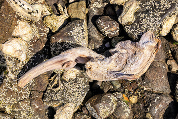 Driftwood among stones, Bruny Island, Tasmania, Australia