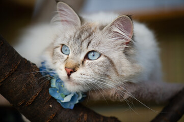 Porträt einer Neva Masquerade Katze auf ihrem Kratzbaum