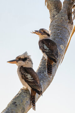 Kookaburra eating crab