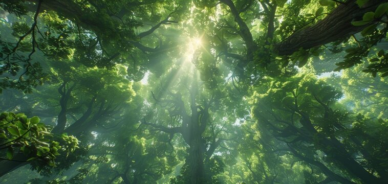 Low-angle view of a dense