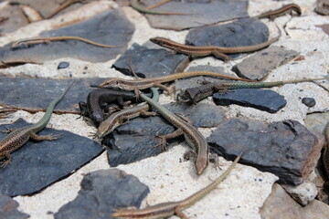 Madeira Eidechse, Teira dugesii, Madeiran wall lizard