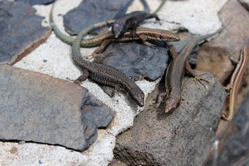 Obraz premium Madeira Eidechse, Teira dugesii, Madeiran wall lizard