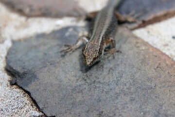 Madeira Eidechse, Teira dugesii, Madeiran wall lizard