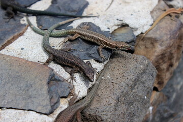 Naklejka premium Madeira Eidechse, Teira dugesii, Madeiran wall lizard
