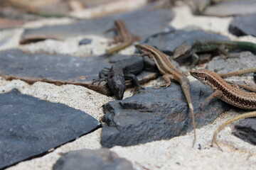 Madeira Eidechse, Teira dugesii, Madeiran wall lizard