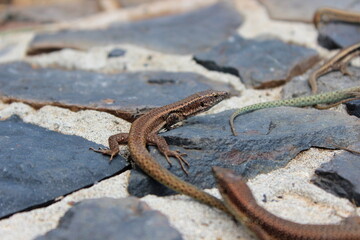 Madeira Eidechse, Teira dugesii, Madeiran wall lizard