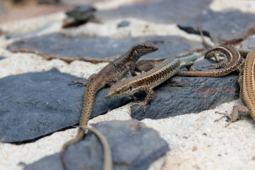 Madeira Eidechse, Teira dugesii, Madeiran wall lizard