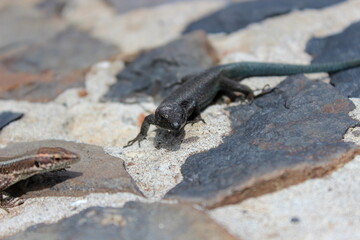 Madeira Eidechse, Teira dugesii, Madeiran wall lizard