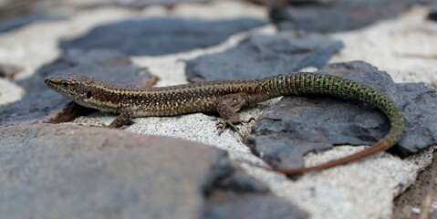 Madeira Eidechse, Teira dugesii, Madeiran wall lizard