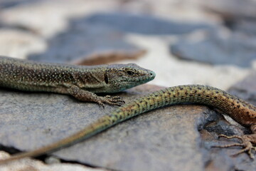 Madeira Eidechse, Teira dugesii, Madeiran wall lizard