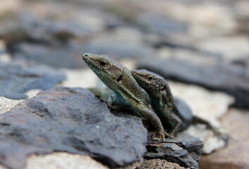 Madeira Eidechse, Teira dugesii, Madeiran wall lizard