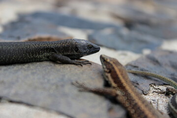 Madeira Eidechse, Teira dugesii, Madeiran wall lizard