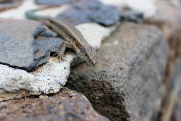 Madeira Eidechse, Teira dugesii, Madeiran wall lizard