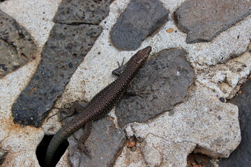 Madeira Eidechse, Teira dugesii, Madeiran wall lizard