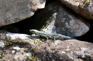 Madeira Eidechse, Teira dugesii, Madeiran wall lizard