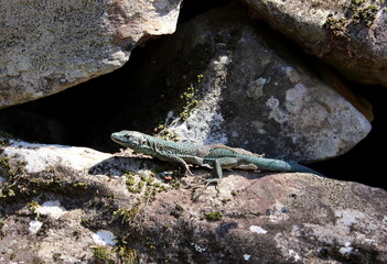 Madeira Eidechse, Teira dugesii, Madeiran wall lizard