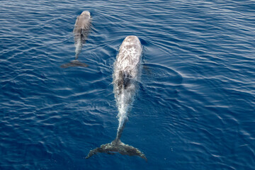 Risso dolphin mother and calf close up portrait on blue sea surface