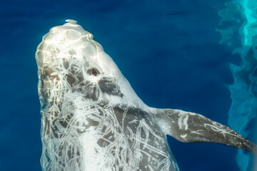Eye of Risso dolphin close up portrait on blue sea surface looking at you