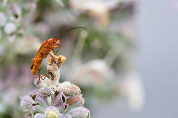 Insecte sur une fleur du jardin en gros plan