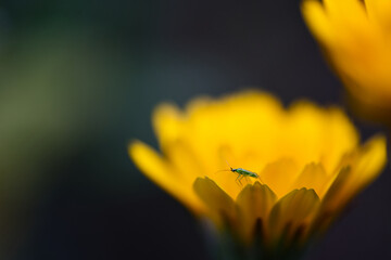 Petit insecte vert sur une fleur jaune calendula