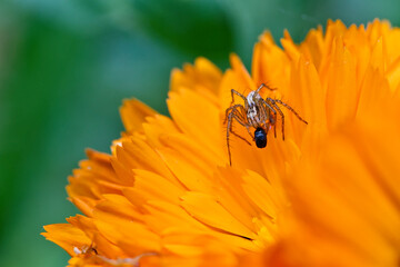 Araignée mange une proie sur une fleur orange