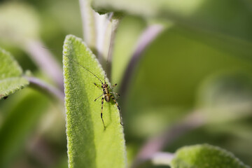 Sauterelle insecte macro