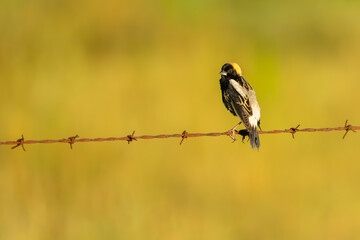 Bobolink perched on a barbed wire fence