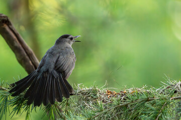 Catbird perched on a vine