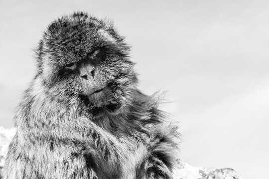 Portrait of a monkey from the population of Barbary macaque apes (macaca sylvanus) in Gibraltar in black and white